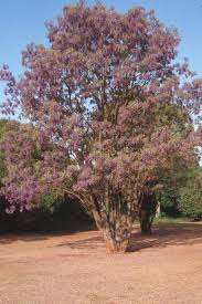 Image result for Bolusanthus speciosus
