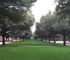 It is a large tree, growing to 60 to 90 feet tall when mature, with a spread of 30 to 50 feet. Best Shade Trees For Texas Neil Sperry S Gardens