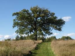 Image result for Quercus macrocarpa