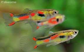 16 Most Colorful Freshwater Fish In World Care Guide Included In 2020 Tropical Fish Aquarium Aquarium Fish Tropical Fish