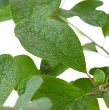 Here is how to make sassafras tea. Nordamerikanischer Baum Sassafras Sassafras Albidum Gunstig Online Kaufen