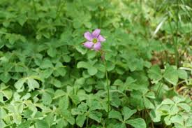 Image result for Oxalis tetraphylla