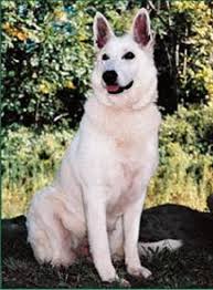 There's no doubting the fact that german shepherds love to work! Asj White Shepherds Home Facebook