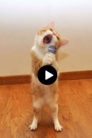 New Singer In Town Funny Video Funny Animal Videos Baby Animal Videos Baby Animals Funny