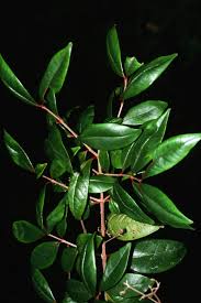 Image result for Searsia natalensis