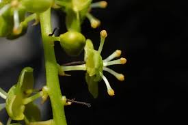Image result for Tinospora orophila
