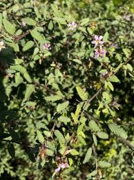 Image result for Glyphaea tomentosa