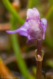 Image result for Utricularia appendiculata