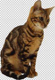 We love the idea of calico cat names inspired by hi i just got 2 kittens and they are not adjustin well to my resident cats, how dis you get yours to get used to each other, thanks. Calico Cat Kitten Png Clipart American Wirehair Animal Animals Asian Carnivoran Free Png Download