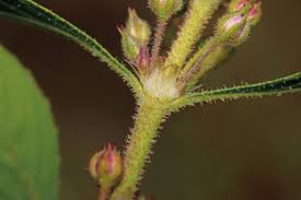 Image result for Elatinaceae