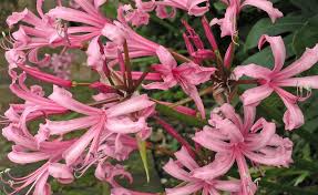 Nerine Herbstbluhende Zwiebelblume Pflanzen Zierpflanzen Und Blumen
