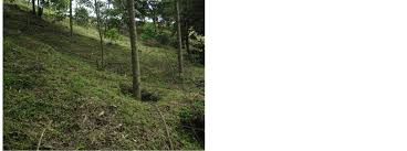 Image result for Vernonia congolensis