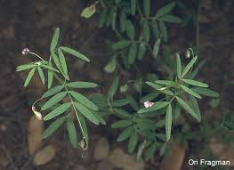 Image result for Lens culinaris