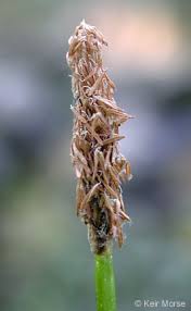 Image result for Eleocharis retroflexa
