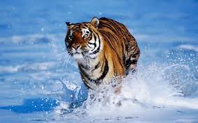 groundbreaking zero poaching push unites asian countries tiger wallpaper tiger attack animals