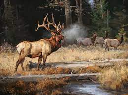 Archive Elk Pictures Hunting Art Wildlife Paintings