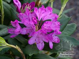 Rhododendron 39 English Roseum 39 Inkarho From Burncoose Nurseries Inkarho Lime Tolerant Rhododendrons Rhododendron Plants Rhododendron Nova Zembla