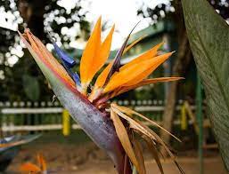 The Beautiful Bird Of Paradise Flower Grown At Our Homestay Http En Wikipedia Org Wiki Strelitz Birds Of Paradise Flower Growing Flowers Beautiful Birds