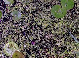 Image result for Wolffiella