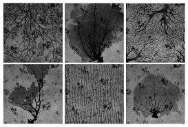 Bildergebnis für Marwa Adel