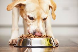 Pet Eating Problems: Why Won't My Dog Eat? | Crystal Lake Vets