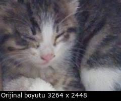 Yavru Kedi Buldum Gozu Sis