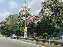 Selain itu, pokok teduhan ini berperanan sebagai Kuantan Akan Dilimpahi Dengan Bunga Sakura Negeri Pahang