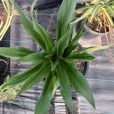 Image result for Drimia