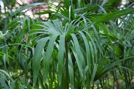 Image result for Cyperus dubius