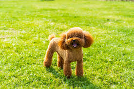 Image result for poodle