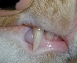 Molar teeth in felines are exclusive to adults. It Appears That My Cats Tooth Has Cracked What Should I Do Veterinarian