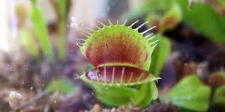 Image result for Crepidorhopalon