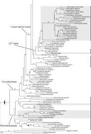 Image result for Cogniauxia