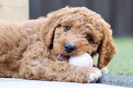 This gets puppies very excited and tends to make biting worse. How To Stop My Puppy From Chewing Petbarn