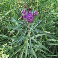 Image result for Vernonia lasiopus