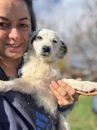 🐾💖EDWARDO💖🐾 ✨In the U.K. ✨ ✨Good with other dogs 🐶 and cats 🐱 ✨ This  sweet handsome little boy is already ✨IN THE UK ✨in a foster home. He now  really needs
