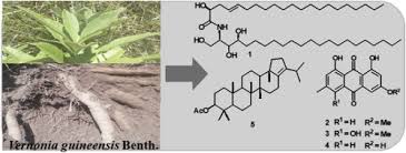 Image result for Urera gravenreuthii