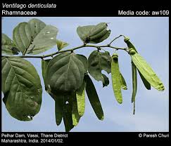 Image result for Ventilago