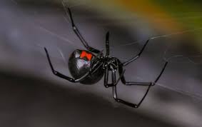Black widow spiders ( latrodectus mactans and latrodectus hesperus) are found throughout the united states, mexico, and southern you should be prepared to describe the spider, where and when the bite took place, and what you were doing at the time. Learn More About The Black Widow Spiders In Roseville