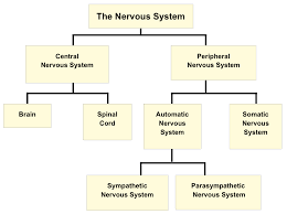 Other neurons, known as efferent nerves, carry signals only from the central nervous system to effectors such as muscles and glands. What Constitutes The Central Nervous System How Are Class 10 Biology Cbse