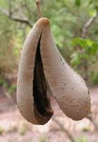 Image result for Schrebera