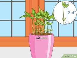 Though technically perennials, mums are often grown as annuals owing to shallow root systems inclined to heave right out of the ground during be sure to water consistently, especially during dry spells and in fall, when plants are storing up energy for winter survival. 3 Ways To Deadhead Mums Wikihow