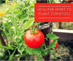 However, some varieties can grow smaller or larger than the standard ones. How Far Apart To Plant Tomatoes Properly Rooted