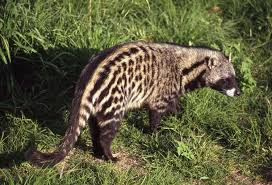 Most have dark spots and ringed tails. African Civet Encyclopedia Of Life