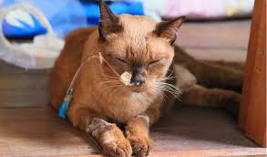 When it comes to the question of how long your cat will live with their liver failure, it's best to have an in depth conversation with your vet on their specific prognosis. Hepatic Lipidosis In Cats Petcoach