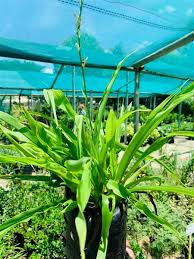Image result for Chlorophytum bowkeri