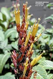 Image result for Acanthaceae