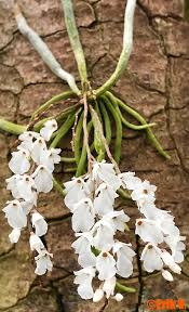 Image result for Microcoelia globulosa