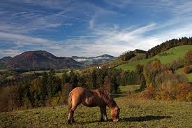 21 einträge finden sie im garten und landschaft verzeichnis niederösterreich. Herbst Im Mostviertel Niederosterreich Foto Bild Landschaft Jahreszeiten Herbst Bilder Auf Fotocommunity