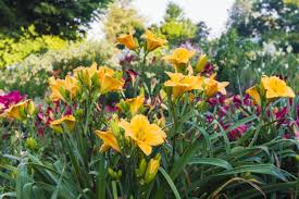 Maybe you would like to learn more about one of these? Lily Garden Springfield Greene County Park Board